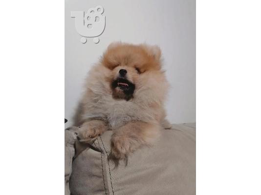 PoulaTo: Καθαρόαιμα κουτάβια Pomeranian BOO